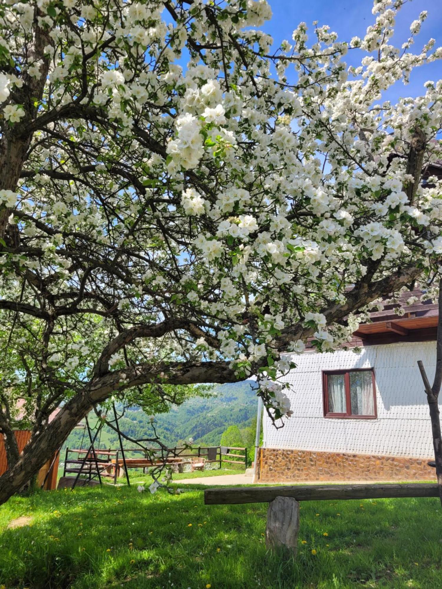 Cabana Colnic Măgura Exterior foto